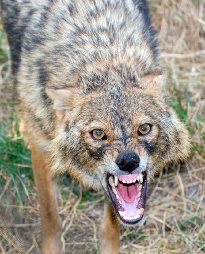 Тот самый шакал 