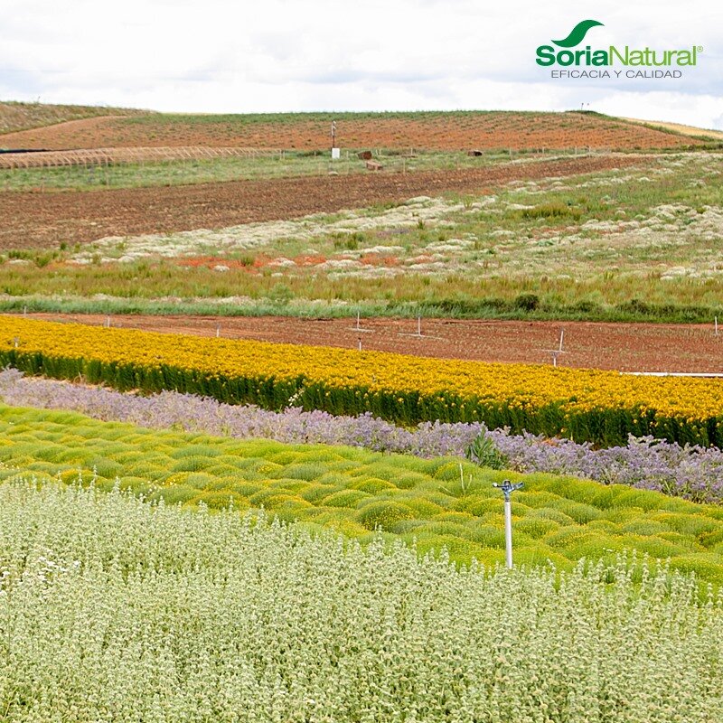 Поля компании "Сория Натурал"