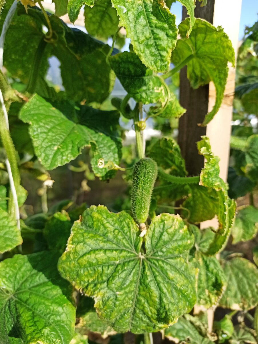 Молодой огурчик