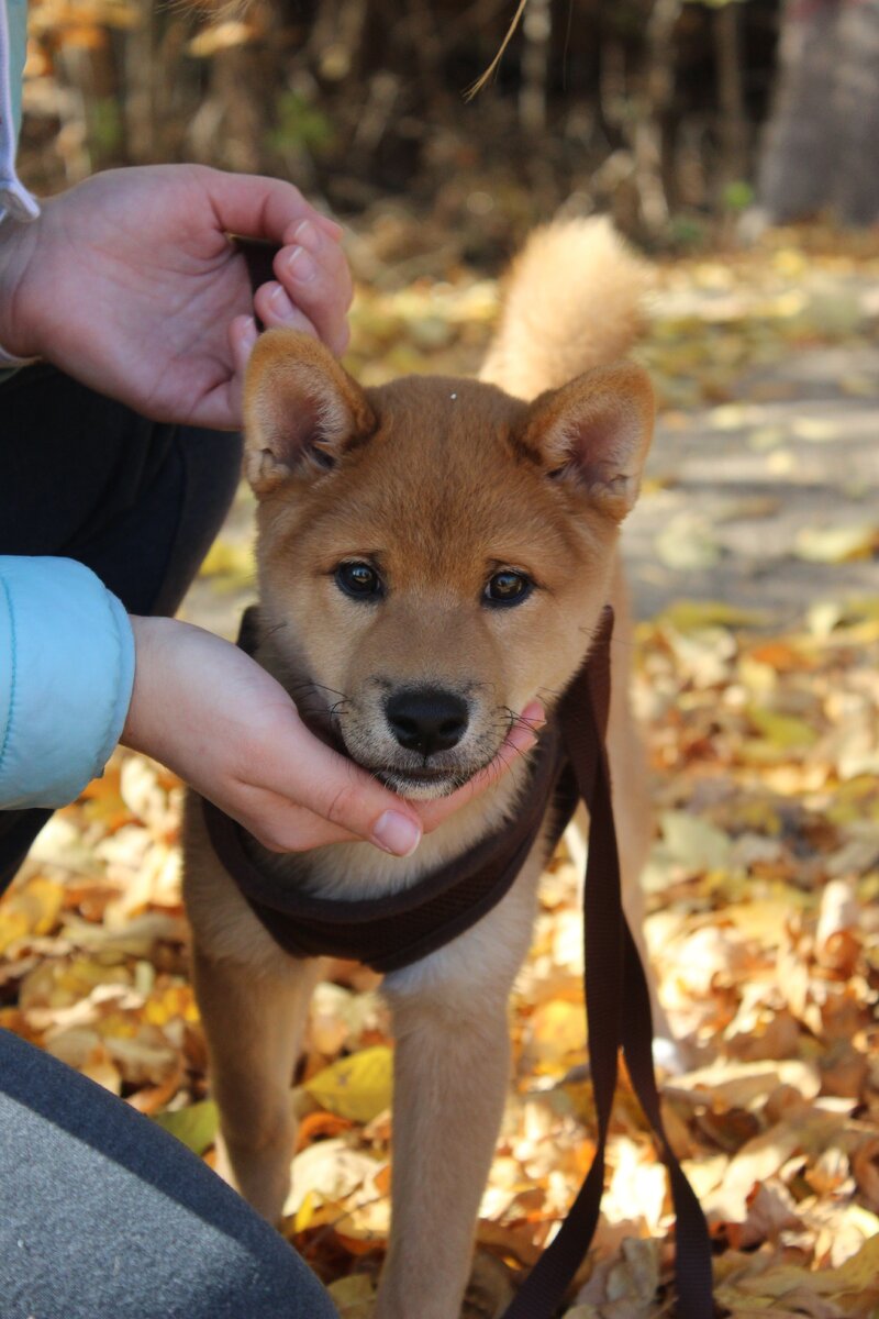 Малыш сиба-ину по кличке Ичи
