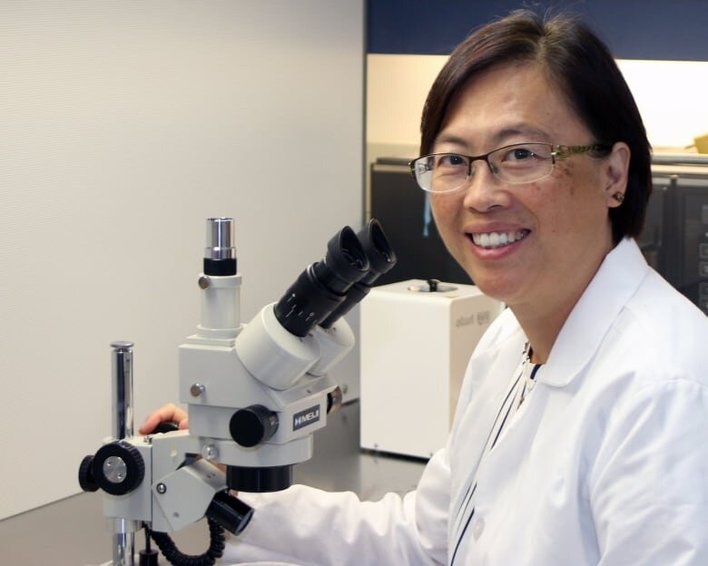 Джеки Милн, президент North Farm Training Institute, будет тестировать различные семена картофеля следующей весной, чтобы определить, какие из них лучше всего растут на севере. (Facebook / Джеки Милн)Пилотный проект, который может улучшить продовольственную безопасность на севере Канады, получил зеленый свет в понедельник.Джеки Милн, президент Учебного института северных фермеров в Хей-Ривер, получила 50,000 XNUMX долларов в виде финансирования от правительства Северо-Западных территорий для работы с учеными Министерства сельского хозяйства и продовольствия Канады по выявлению лучших семян для выращивания картофеля на Севере.«Если проект будет успешным, он может значительно снизить транспортные расходы и повысить доступность основных продуктов питания на севере», - сказала Хелен Тай, научный сотрудник из агентства Agriculture and Agri-Food Canada, специализирующаяся на генетике картофеля.Тай связался с Милном, прочитав рассказ о фермер из Альберты, пожертвовавший 25,000 XNUMX тонн картофеля в СЗТ, чтобы увидеть, может ли она помочь.Милн получил пожертвование в июне и вместе с группой волонтеров развозил картофель через СЗТ.«Меня поразило, что это была большая работа, чтобы попытаться перевезти 50,000 XNUMX фунтов стерлингов в Хей-Ривер и другие места», - сказал Тай.Подавляющее большинство картофеля выращивают путем посадки клубней - небольших кусочков овощей - в землю. Но распространение картофеля на севере обходится дорого, и его нужно предохранять от замерзания или гниения до следующего вегетационного периода, что увеличивает затраты.Ученый опыляет цветок картофеля, из которого получается небольшой картофель, из которого можно извлечь настоящие семена картофеля. (Сельское хозяйство и агропродовольствие Канады)
Тай сказал, что если люди будут использовать семена, это может значительно снизить транспортные расходы и повысить доступность основных продуктов питания.«Настоящие семена картофеля составляют 1/50,000 50,000 от веса клубня. Так что XNUMX XNUMX фунтов картофеля, которые были доставлены в Хей-Ривер, были бы всего лишь фунтом », - сказала она.Однако, по словам Тай, для того, чтобы семена картофеля оказались жизнеспособными на Севере, им необходимо найти семена, устойчивые к холоду, которые могли бы вырасти за короткий период времени и адаптироваться к долгим летним световым часам на Севере.«Это потребует небольшой работы», - сказала она.ВИДЕОХай-Ривер получил 25 тонн картофеля от щедрого донора из Альберты
Фермеры СЗТ говорят, что сейчас самое время научить людей выращивать собственные продукты
Теперь, когда они получили финансирование, Милн готовит участки на участке земли в пять акров, чтобы весной следующего года она могла посадить различные семена картофеля, предоставленные агентством Agriculture and Agri-Food Canada.Тем временем она посадит семена картофеля в горшочки в теплице в марте или апреле и пересадит их в землю, вероятно, в конце мая.«А потом мы посмотрим, какие из них адаптируются и преуспеют в нашем климате», - сказал Милн.Специалист по растениеводству Хелен Тай связалась с Джеки Милн по поводу тестирования настоящих сортов семян картофеля на Севере после того, как она услышала о фермере из Альберты, который пожертвовал 25,000 тонн картофеля Северо-Западу (предоставлено Хелен Тай)
Тай сказал, что, если они найдут подходящие семена или семена, это сделает выращивание картофеля более доступным, менее дорогим и более защищенным от болезней.«И простое распространение семян даст людям больший доступ к урожаю», - сказал Тай.«Это начало чего-то очень, очень позитивного», - сказал Милн. «Это может обеспечить продовольственную безопасность в изолированных, удаленных местах».источник: cbc.ca