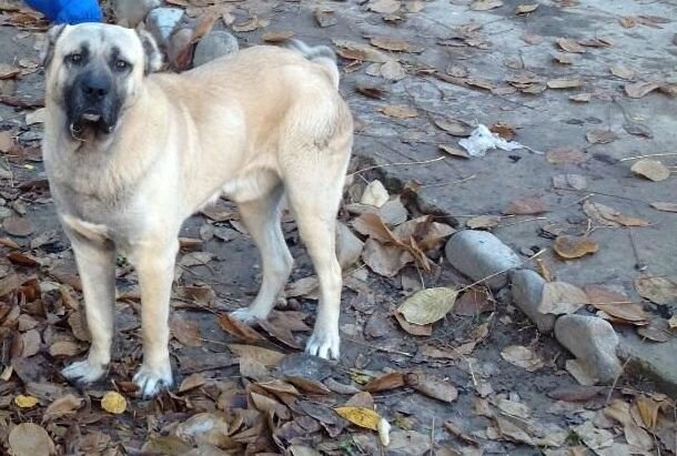 Знакомый волкодав