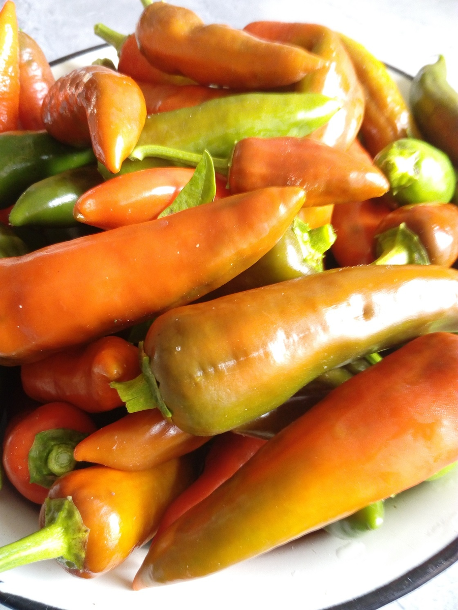 Собрали острый перец. Личное фото