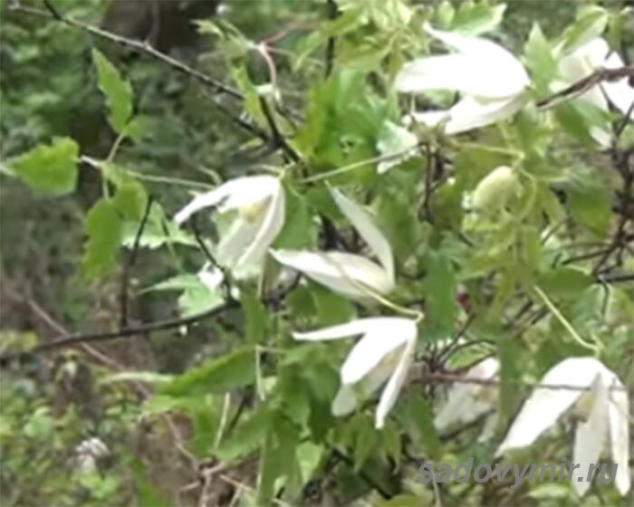 Имеют колокольчатую форму, поникающие, размером 2-6 см. Венчики бывают белого, фиолетового или голубого цветов.