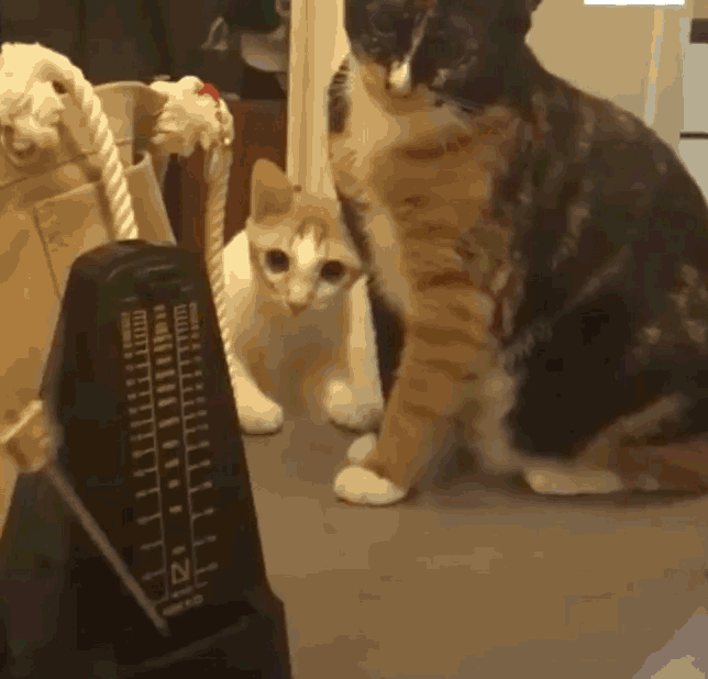 Котики двигаются при нажатии на картинку