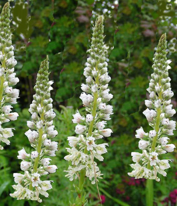 Reseda odorata