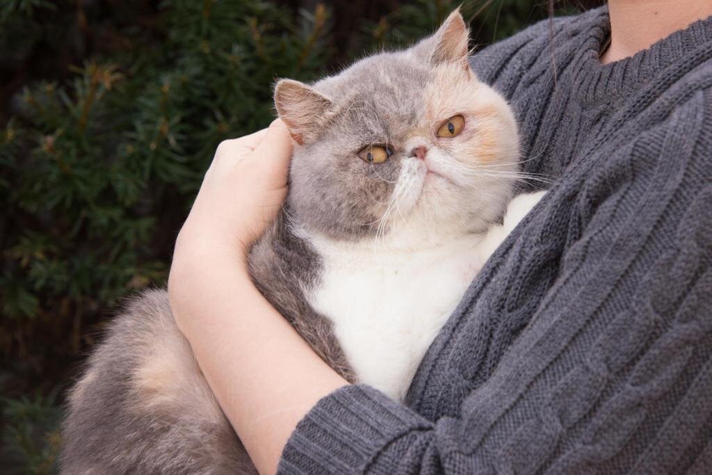 Фото из открытых источников в images.google.