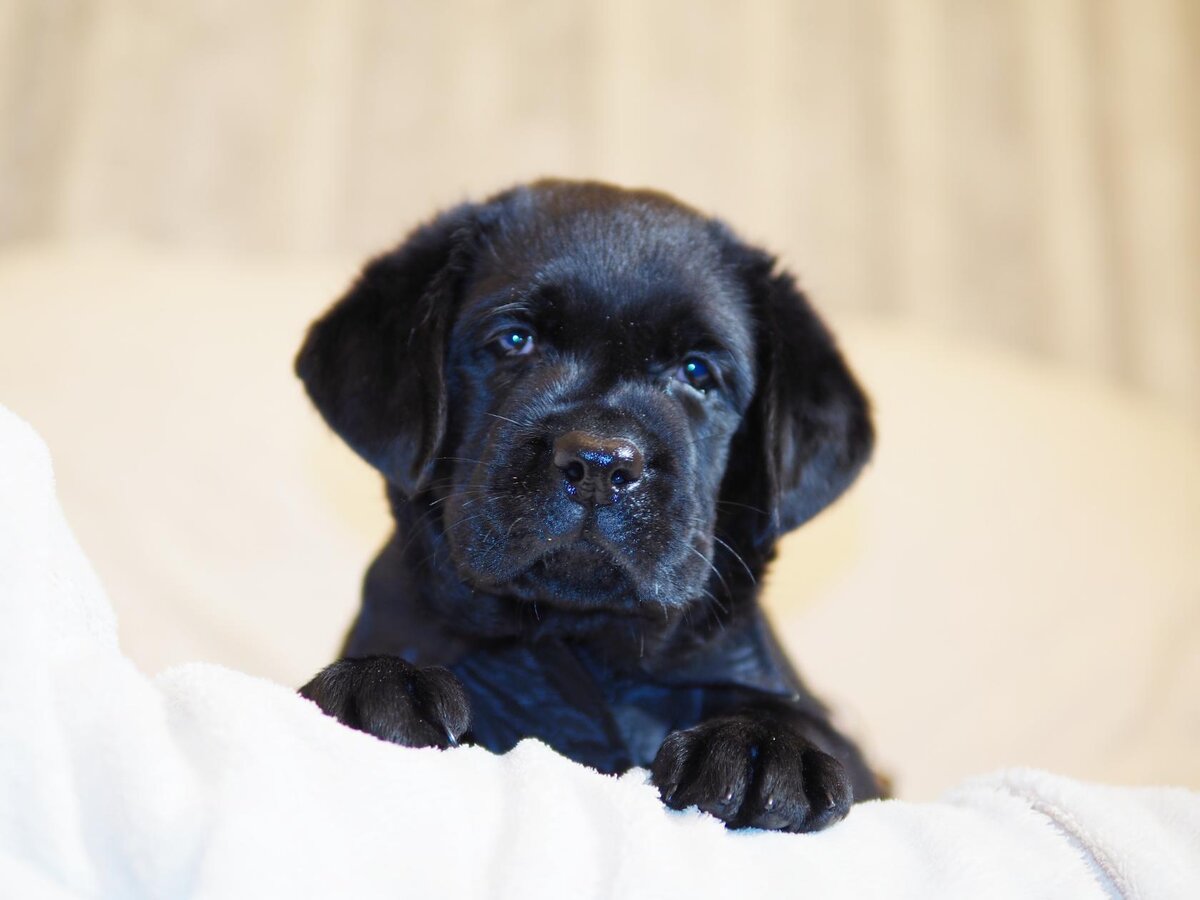 Key To Marvel Genevieva In Memory Of My Grandma (лабрадор ретривер) фото из личного архива