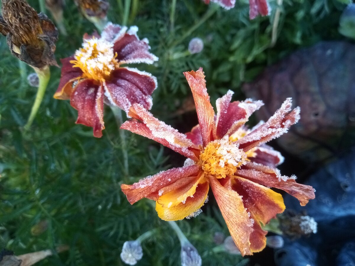 Бархатцы, 17 октября 2020