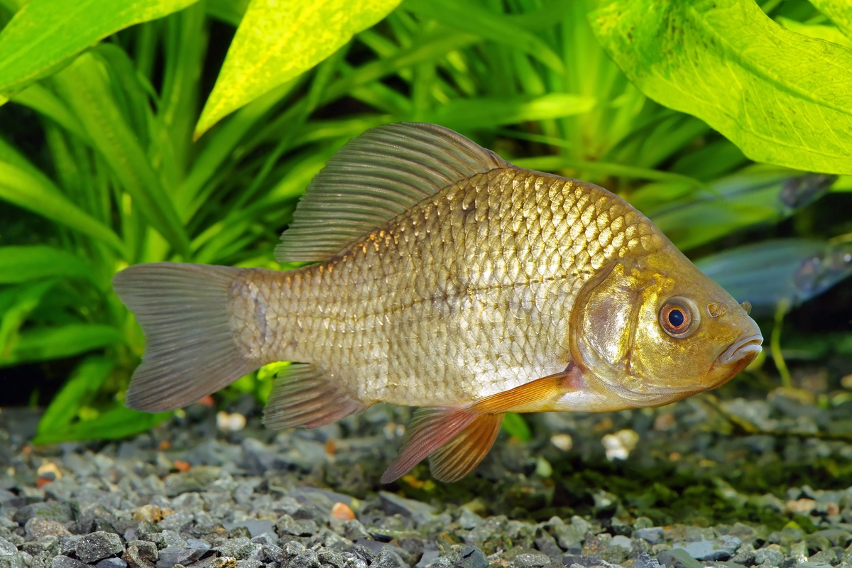 Рыбы белоруссии. Карась обыкновенный Carassius Carassius. Серебрянный карась Carassius auratus. Карась золотой Carassius Carassius. Обыкновенный карась (Carassius Carassius l.).