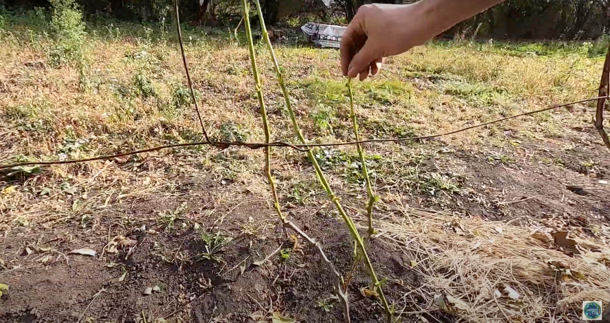 обрезка винограда