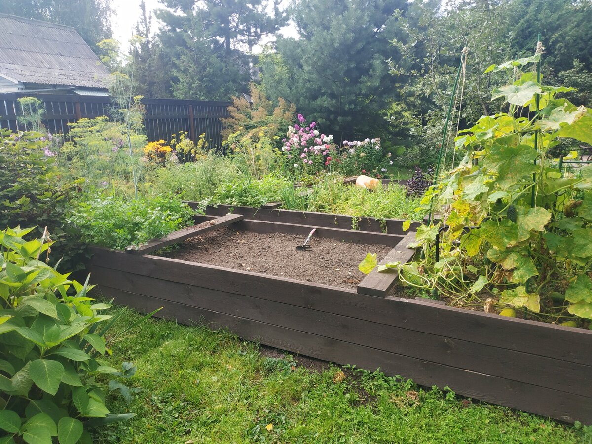 Конец августа 2020 года. Удалила горошек.