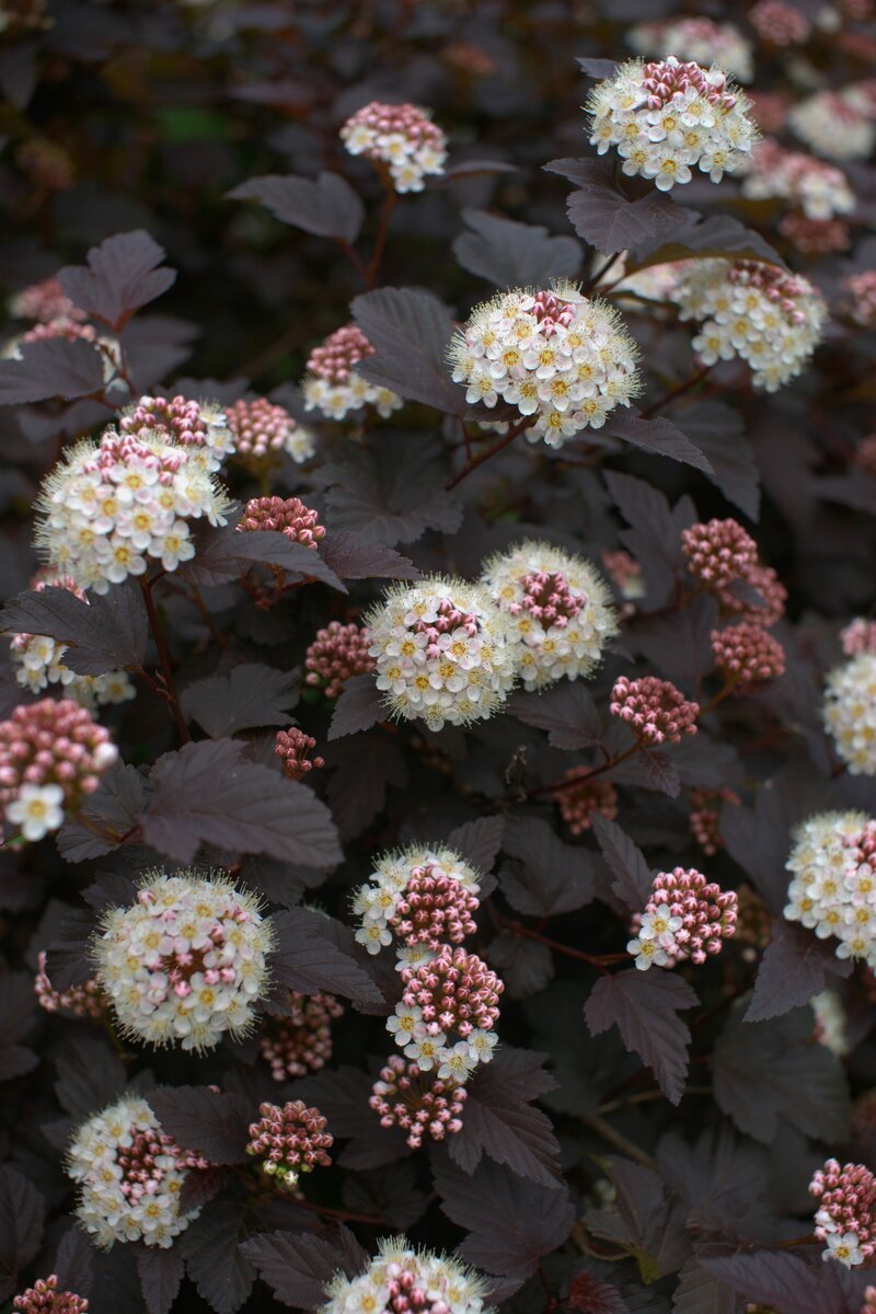 Фото из архива журнала "Мой прекрасный сад".