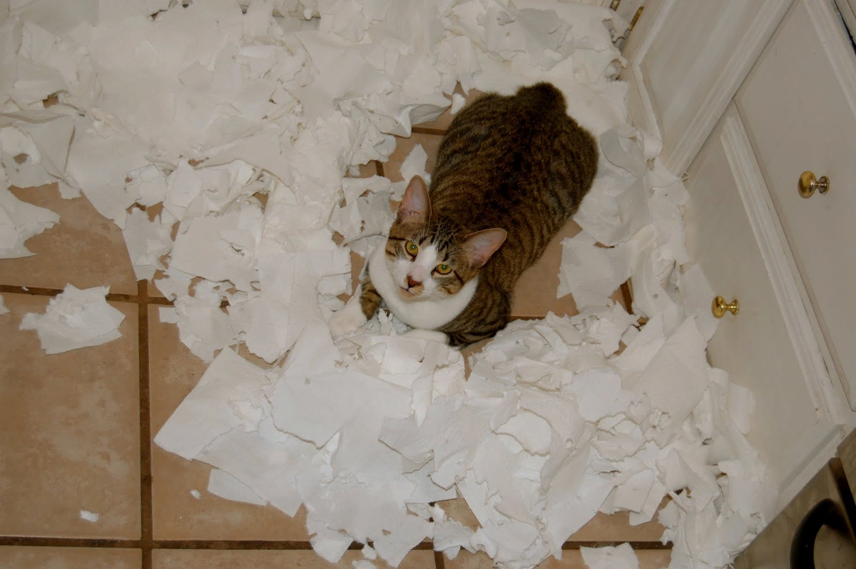 Коты портят. Коты и туалетная бумага. Нашкодивший кот. Туалетная бумага с котиками. Кошка хулиганит.