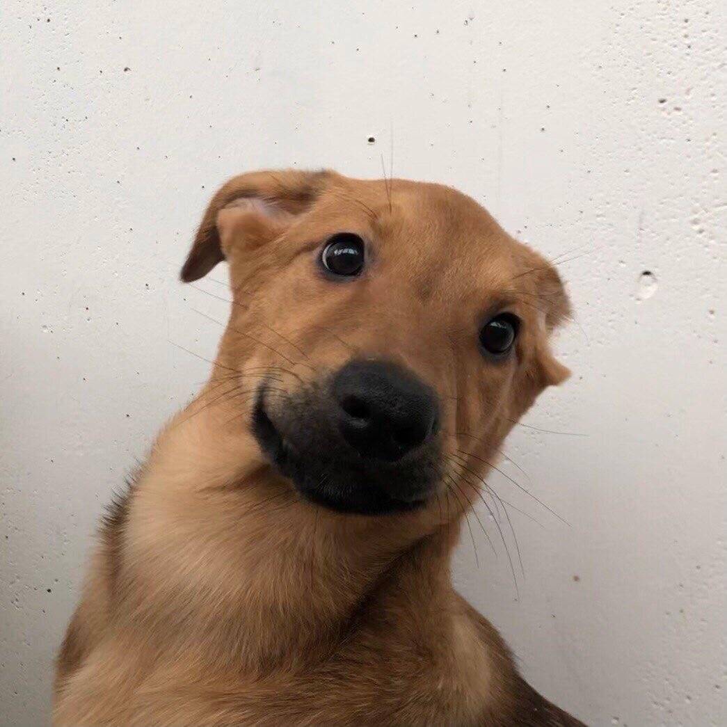 Девочка Изи, приют для бездомных собак "Друг", СПБ