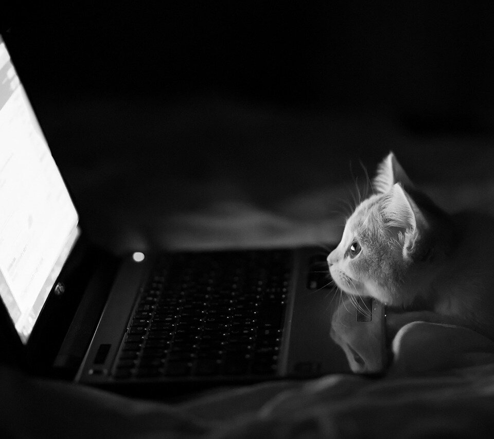 Когда вы заводите питомца, то выбираете его чтобы любить. Виртуальных ассистентов сейчас сложно назвать помощниками, сейчас это, скорее всего, питомцы. Марусю можно погладить, и она будет мурчать. 