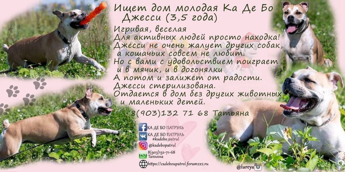Кадебо Джесси