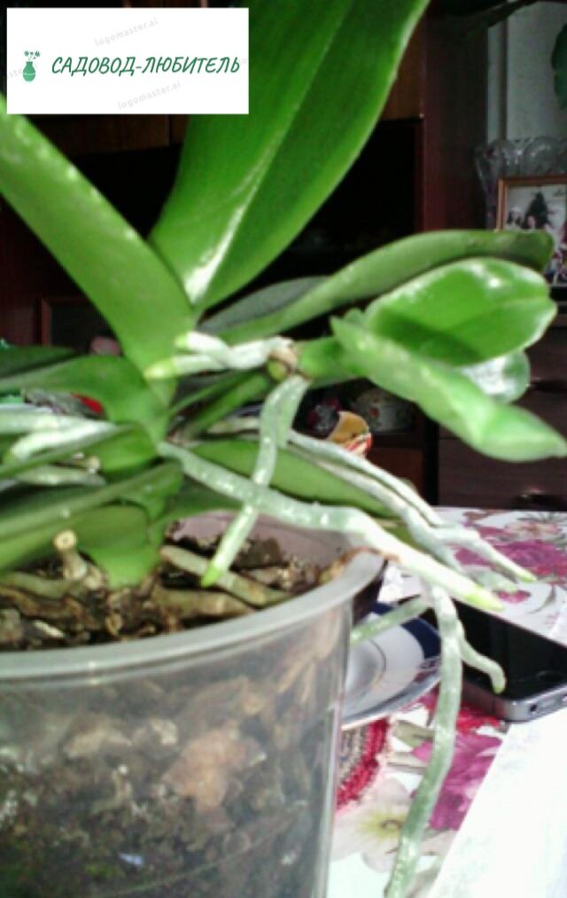 Мать и детка орхидея.