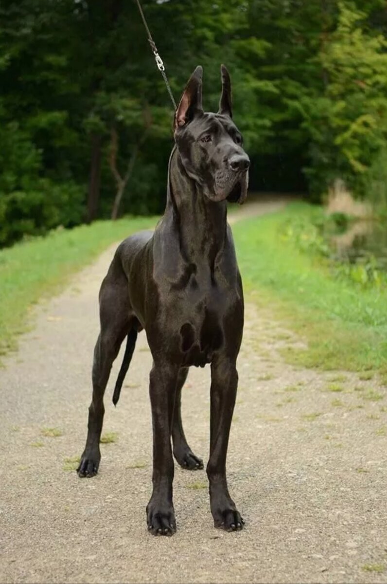 большие черные собаки породы с фото