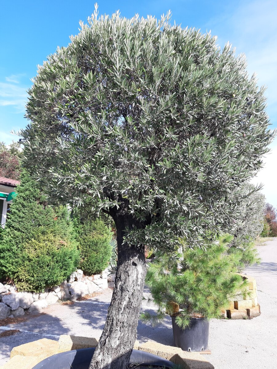 Оливковые деревья в Крыму