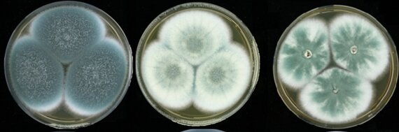 Эволюция грибка аспергилла дымящего (Aspergillus fumigatus) в носу собак. Нормальная дикая разновидность — слева, зелёного цвета. Два белых образца из носов собак справа образуют меньше спор. Автор: Ханс де Кок