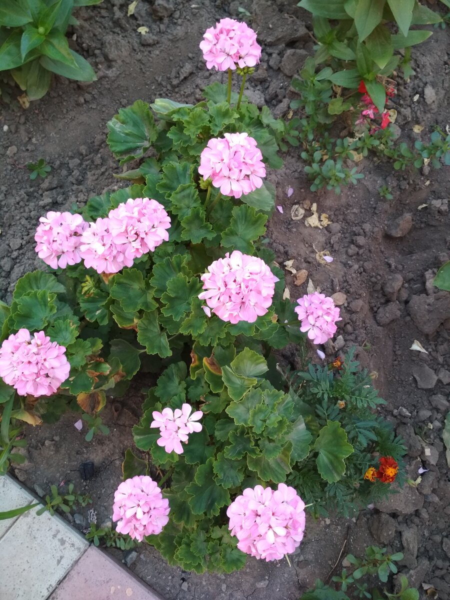 Розовая герань в палисаднике