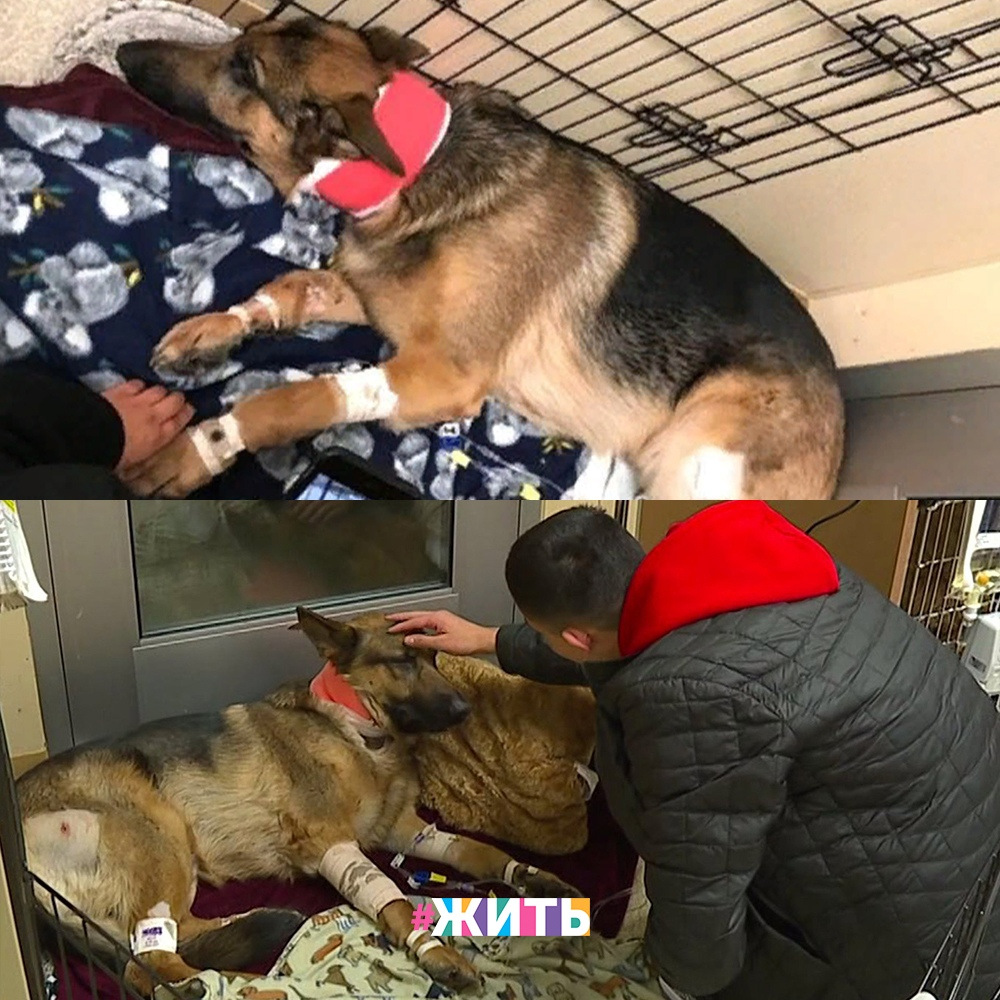 история собаки спасла человека. спасает хозяина. спасает хозяина. спасает хозяина. собака ослушалась хозяина и спасла жизнь фильм.