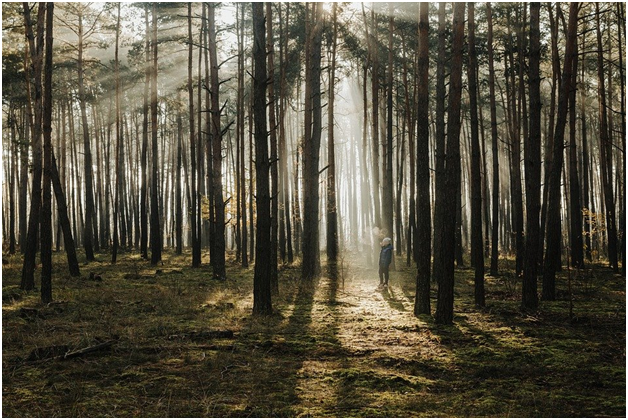 Темный лес и луч света, источник - pixabay