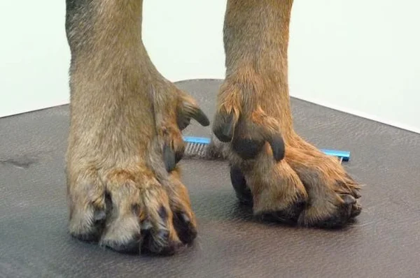 Прибылые пальцы (пятые и даже шестые) у собак ... Интересные факты | Из  жизни собачника🐶 и конника🐎 | Дзен
