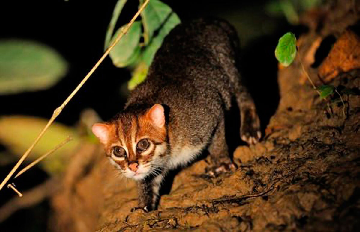 Суматранская кошка (Prionailurus planiceps)