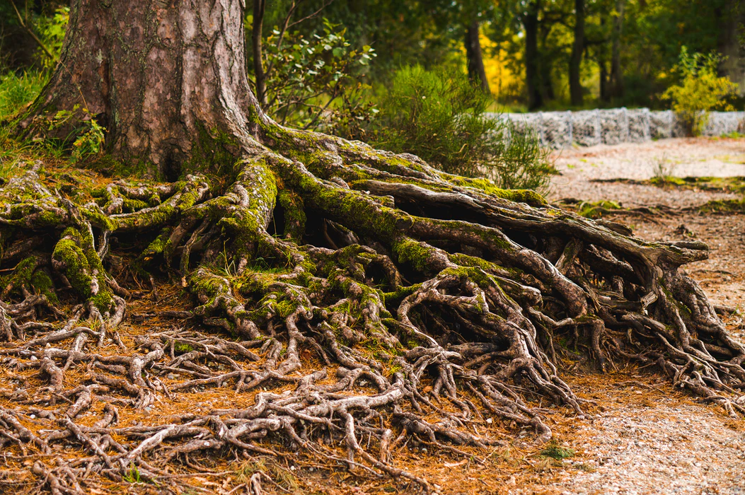 Сроды. Tree roots. Roots. Ancient Tree Trunks. +Axsus roots.