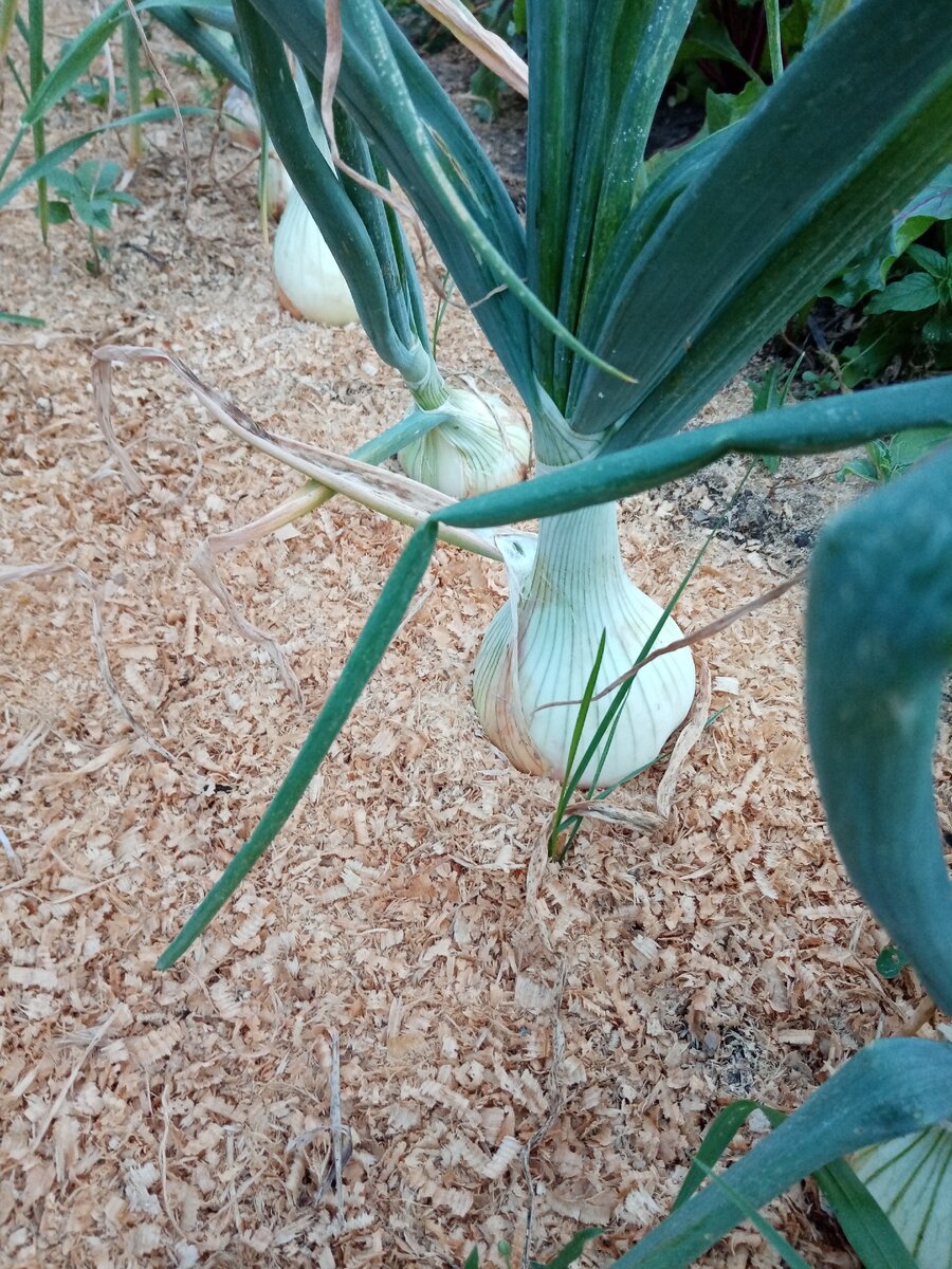 Лук репка из чернушки за один сезон. 07.07.20 г.