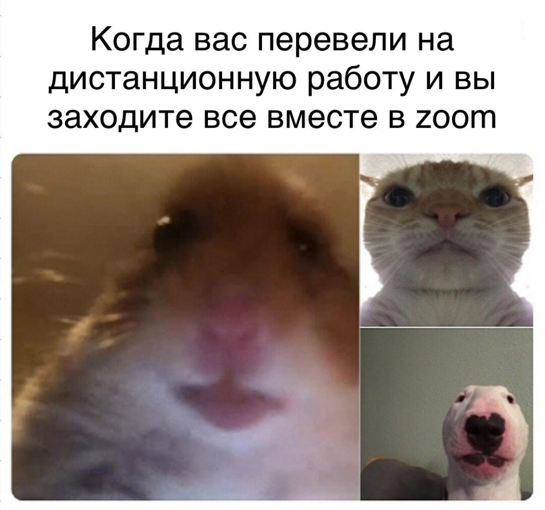 Хомяк вебка