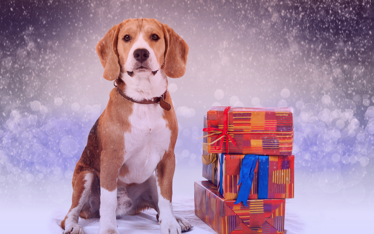 26 декабря - день подарков в России