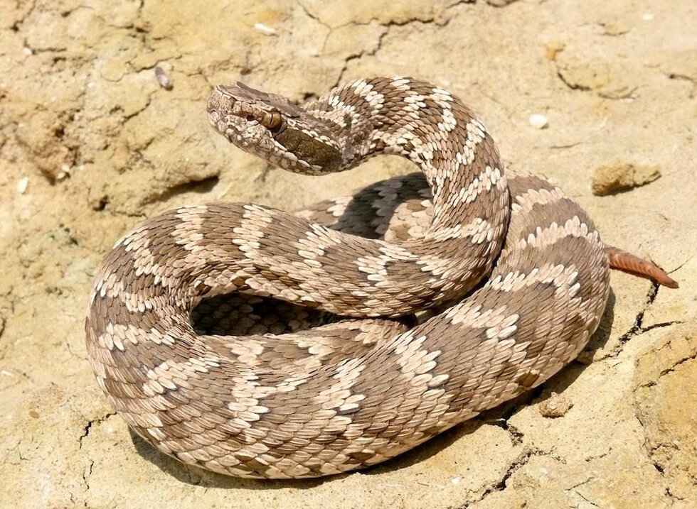 Щитомордник обыкновенный