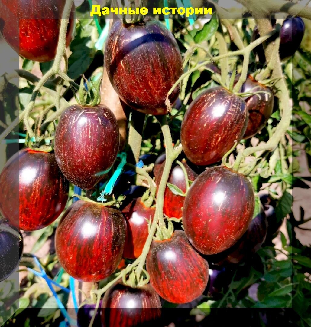 https://vk.com/photo-159774511_457246147