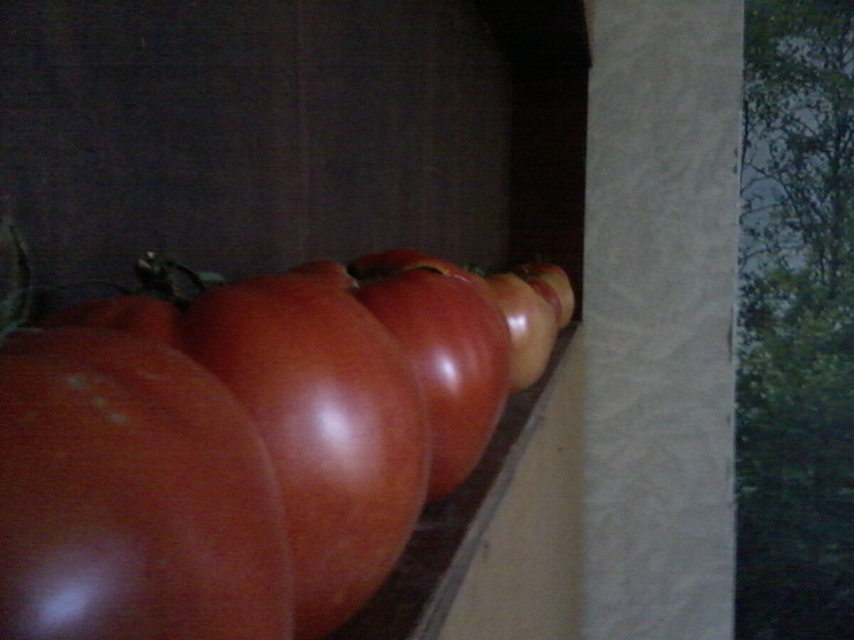 Помидорные хвостики ждут своей очереди...