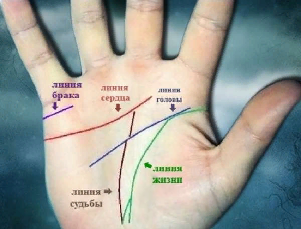 Прочитайте свою судьбу самостоятельно: форма ладони, ногтей, линии жизни, сердца, головы, судьбы, интуиции, брака и др.