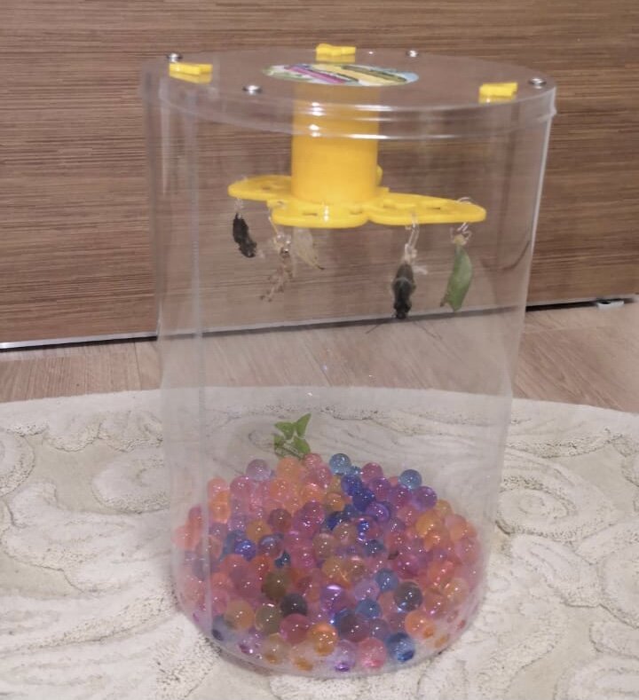 Некоторые бабочки уже вылупились. Одна в процессе и уже шевелит усиками. А кто-то еще не торопится появится на свет