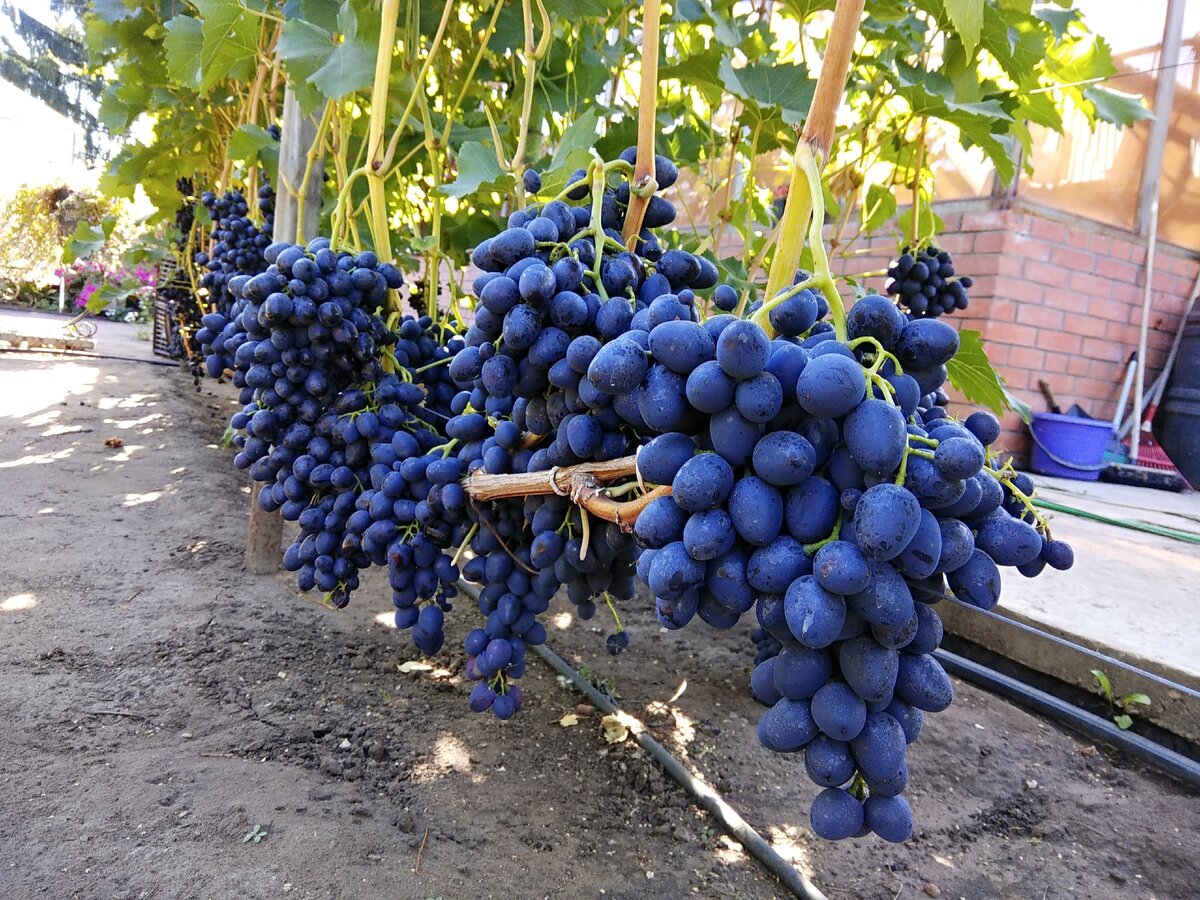 Надежда АЗОС в тени после обеда, но урожай что надо!