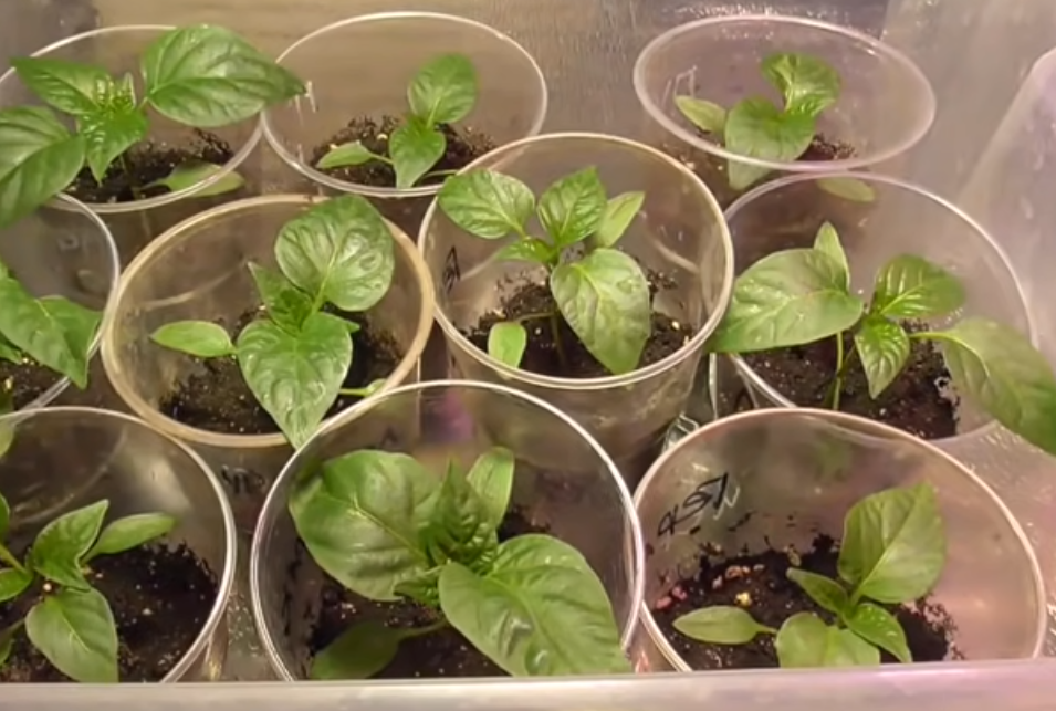 Здоровая рассада.