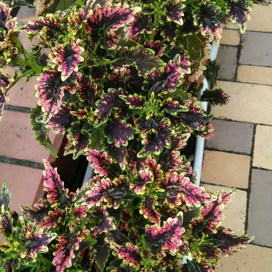 Это ажурный вид - мой самый любимый (фото автора)