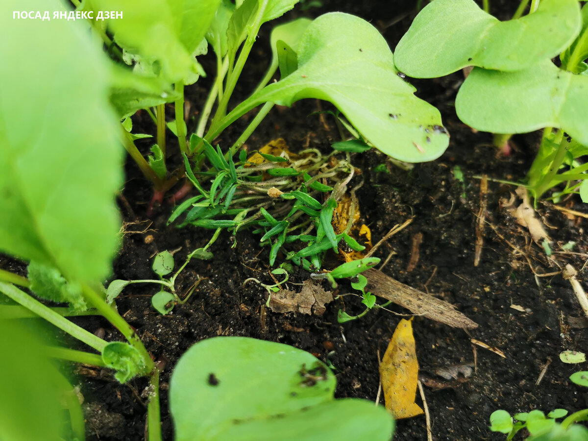 Детей обычно находят в капусте, а помидорную рассаду - в редиске.