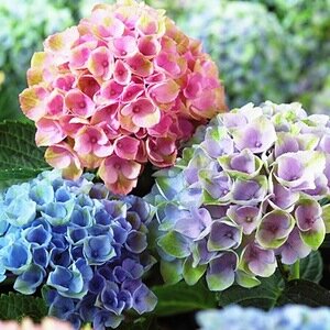 Фото из интернета