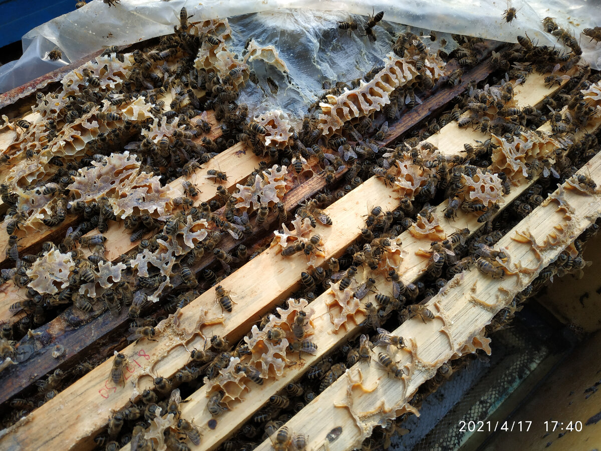 мои пчёлы после недели приноса пыльцы - 17 апреля