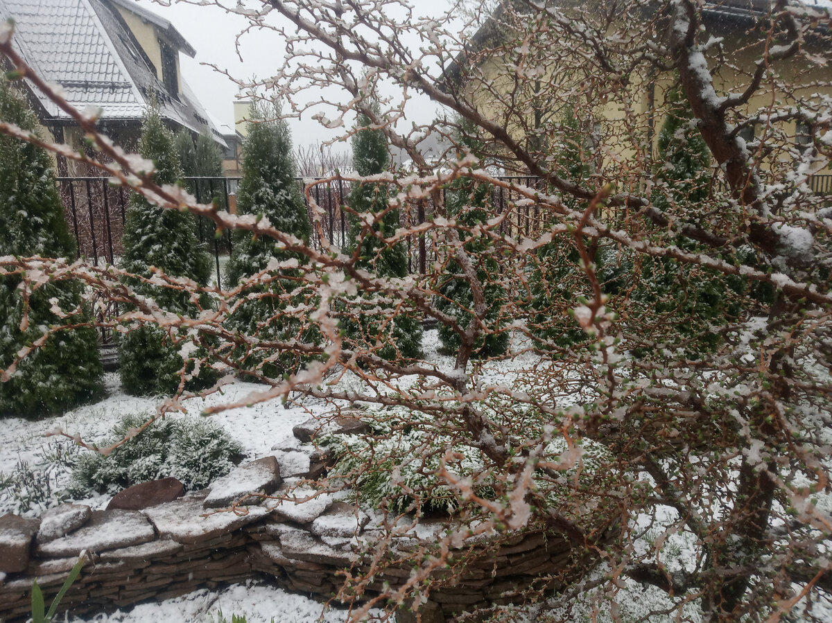 Красавица Диана