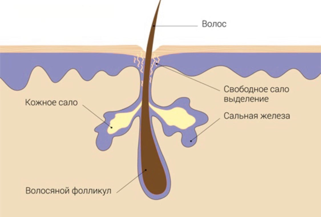 Где расположены корни волос потовые и сальные