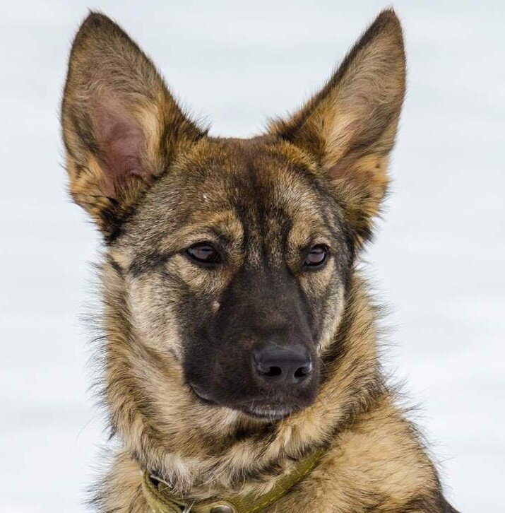 В Новом Ковчеге  тоже есть такие питомцы.