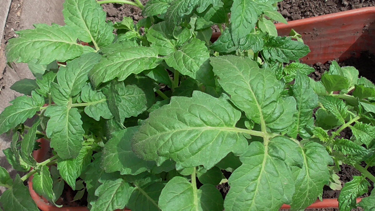 Если листья зеленые и мясистые, то подкормки томатам не нужны.