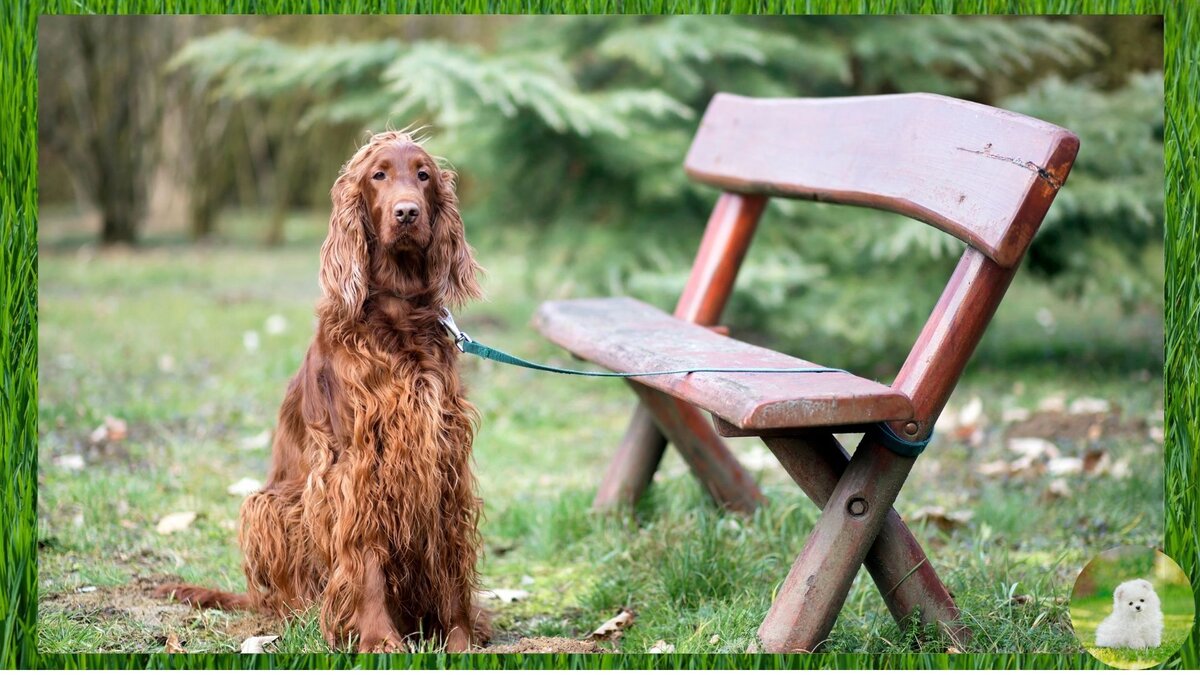 Собака ждёт хозяина